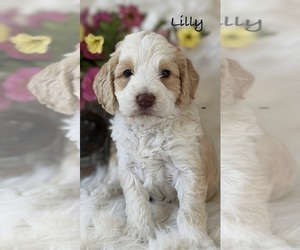 Medium Australian Labradoodle