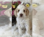Puppy 4 Australian Labradoodle