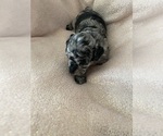 Puppy Puppy 6 Poodle (Miniature)