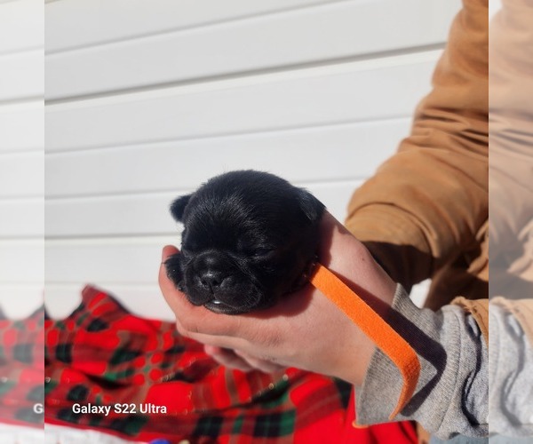 Medium Photo #2 Buggs Puppy For Sale in AFTON, WY, USA