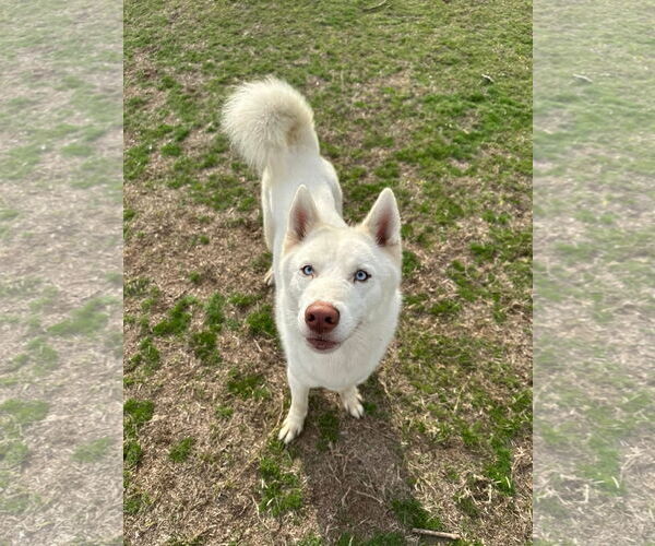 Medium Photo #3 Siberian Husky Puppy For Sale in Cumming, GA, USA