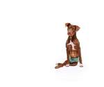Small #18 Labrador Retriever Mix