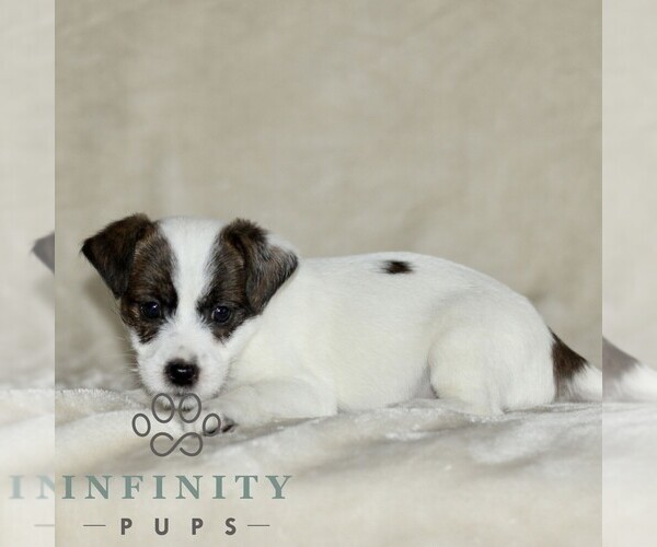 Medium Photo #4 Jack Russell Terrier-ShihPoo Mix Puppy For Sale in GORDONVILLE, PA, USA