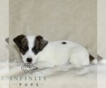 Small #3 Jack Russell Terrier-ShihPoo Mix