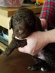 Puppy 3 Labradoodle-Poodle (Standard) Mix