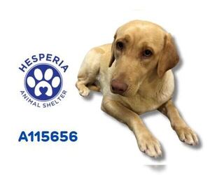 Labrador Retriever Dogs for adoption in HESPERIA, CA, USA