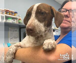 Dachshund-Pointer Mix Dogs for adoption in Washington, DC, USA