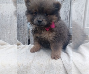 Chow Chow-Pomeranian Mix Puppy for sale in NILES, MI, USA