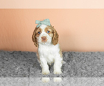 Small #3 Cocker Spaniel