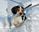 Small Photo #1 Beagle-Unknown Mix Puppy For Sale in Bridgewater, NJ, USA