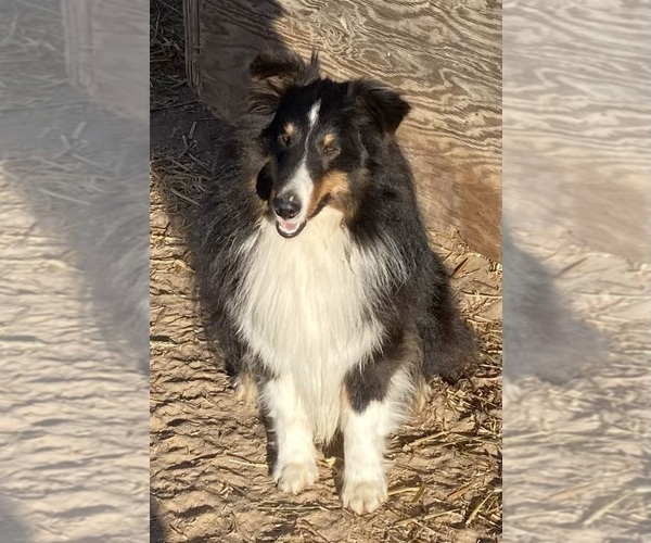 Medium Photo #1 Shel-Aussie Puppy For Sale in FORT MORGAN, CO, USA