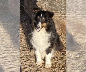 Father of the Shel-Aussie puppies born on 06/03/2025