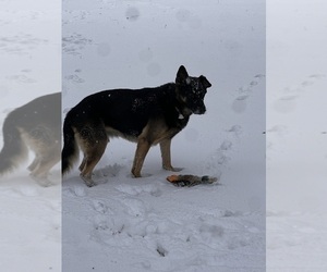 Father of the German Shepherd Dog puppies born on 07/17/2025