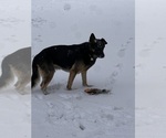 Small Photo #1 German Shepherd Dog Puppy For Sale in HOUSTON, TX, USA