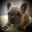 Small Photo #1 French Bulldog Puppy For Sale in SPOKANE, WA, USA