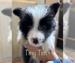 Small Photo #5 Border Collie Puppy For Sale in CAMAS, WA, USA