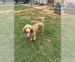 Small #10 Poodle (Standard)