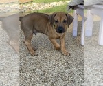 Small #22 Rhodesian Ridgeback