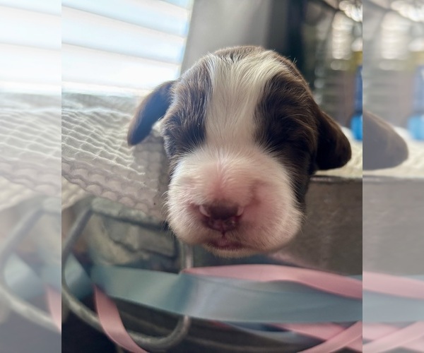 Medium Photo #23 English Springer Spaniel Puppy For Sale in ACTON, MT, USA