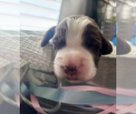 Small Photo #23 English Springer Spaniel Puppy For Sale in ACTON, MT, USA