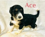 Small Photo #1 Goldendoodle Puppy For Sale in WYLIE, TX, USA