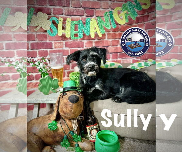 Medium Photo #8 Mutt Puppy For Sale in Arcadia, FL, USA