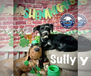Captain Sully - Male Mutt Dog for Adoption - Photo #8