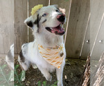 Small Photo #1 Australian Shepherd Puppy For Sale in MODESTO, CA, USA