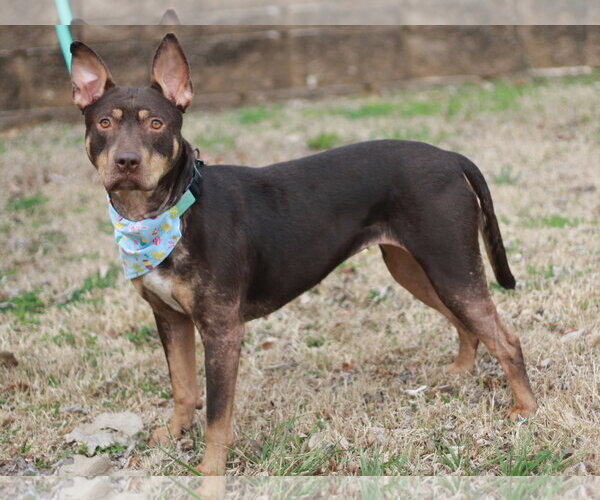 Medium Photo #4 American Pit Bull Terrier-Australian Kelpie Mix Puppy For Sale in Cookeville, TN, USA