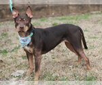 Small #3 American Pit Bull Terrier-Australian Kelpie Mix
