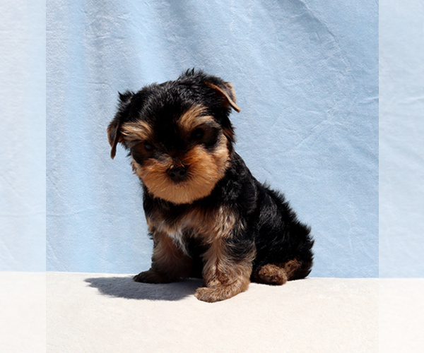 Medium Photo #5 Yorkshire Terrier Puppy For Sale in LOS ANGELES, CA, USA