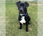 Small Labrador Retriever Mix