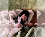 Small Photo #25 Bordoodle Puppy For Sale in ELIZABETH CITY, NC, USA