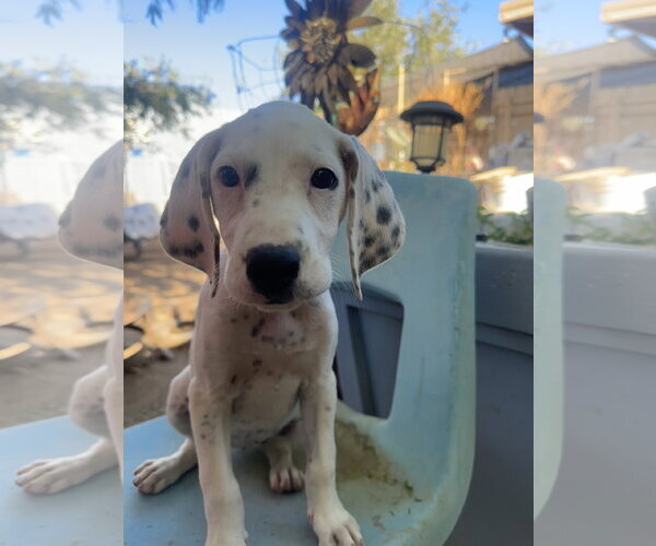 Medium Photo #1 Beagle-Unknown Mix Puppy For Sale in Apple Valley, CA, USA