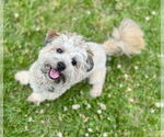 Small #1 Shih Tzu Mix