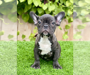 French Bulldog Puppy for sale in SAN DIEGO, CA, USA