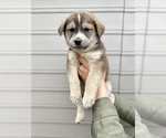 Small Photo #11 Alaskan Husky-Golden Retriever Mix Puppy For Sale in PORTLAND, OR, USA
