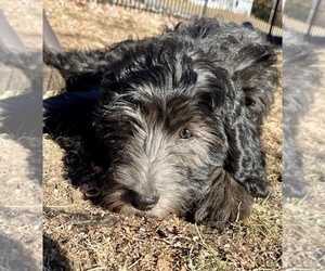 Labradoodle Dog for Adoption in COLCHESTER, Connecticut USA