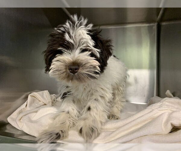 Medium Photo #1 Mutt Puppy For Sale in Grand Prairie, TX, USA