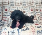 Small #5 Aussiedoodle Miniature 
