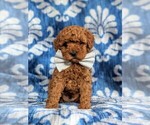 Small Cockapoo-Poodle (Miniature) Mix