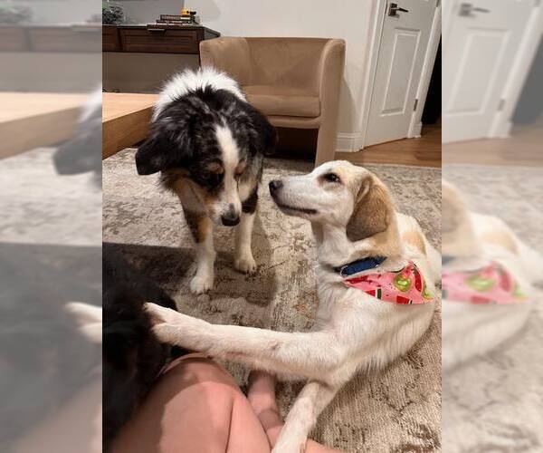 Medium Photo #4 Great Pyrenees-Unknown Mix Puppy For Sale in Dallas, TX, USA