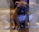 Small Photo #4 American Bully Puppy For Sale in COLUMBUS, OH, USA
