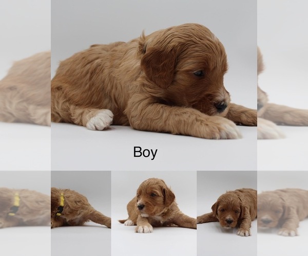 Medium Photo #6 Goldendoodle Puppy For Sale in SACRAMENTO, CA, USA