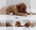 Small Photo #6 Goldendoodle Puppy For Sale in SACRAMENTO, CA, USA