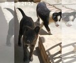 Small #10 Border Collie Mix