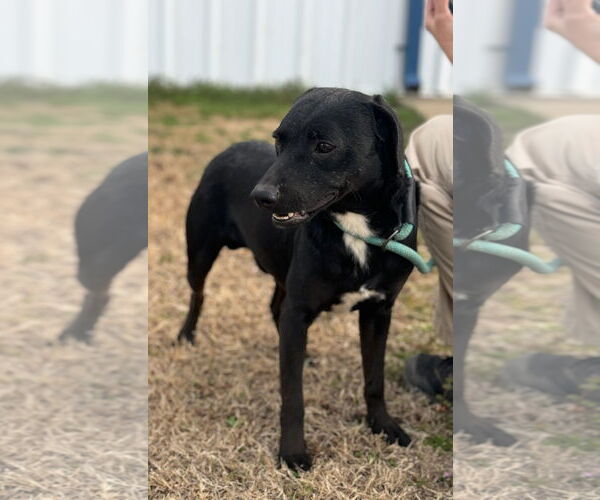 Medium Photo #1 Miniature Pinscher-Unknown Mix Puppy For Sale in Pryor, OK, USA