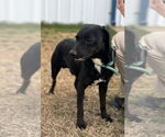 Small Miniature Pinscher Mix