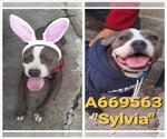 Small #1 American Staffordshire Terrier Mix