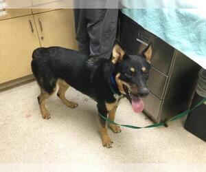 Mutt Dogs for adoption in Riverside, CA, USA